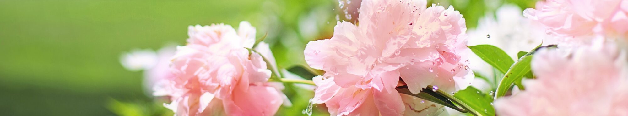 rosa Pfingstrosen in Garten werden gegossen
