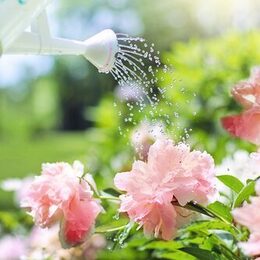 rosa Pfingstrosen in Garten werden gegossen