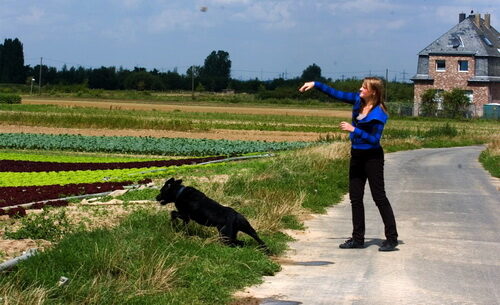 Foto: Landwirtschaftskammer NRW - Titel: freilaufende Hunde