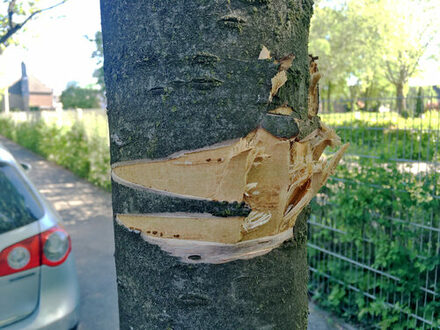 Baum-Vandalismus im Friedensweg